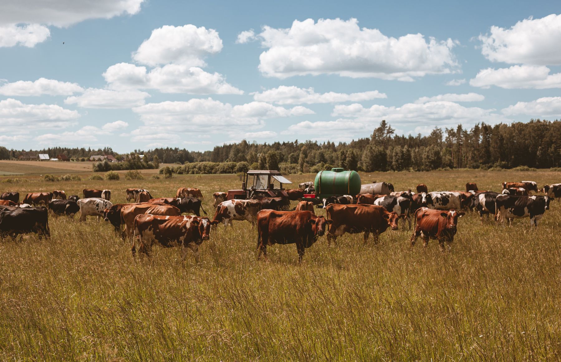 Cattle grazing on open pasture