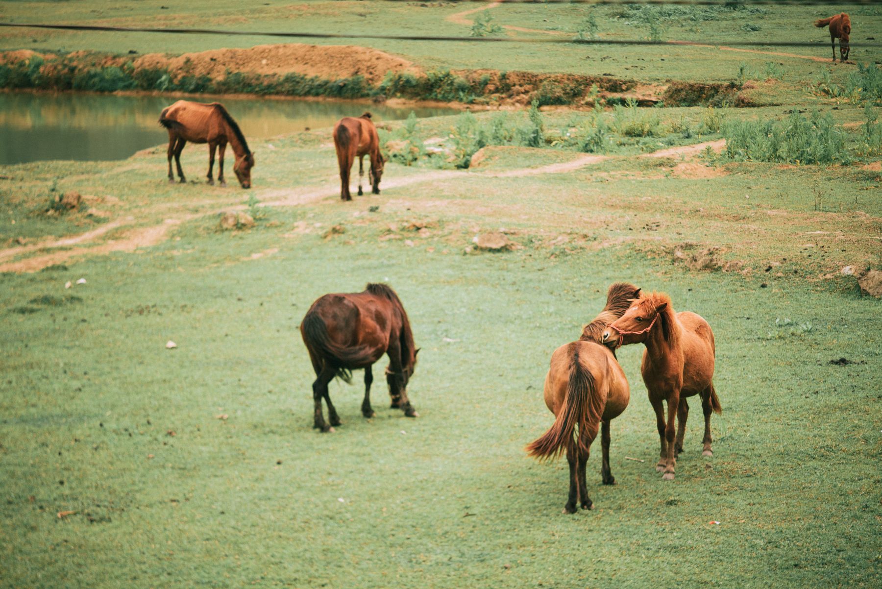 Horses grazing on open pasture