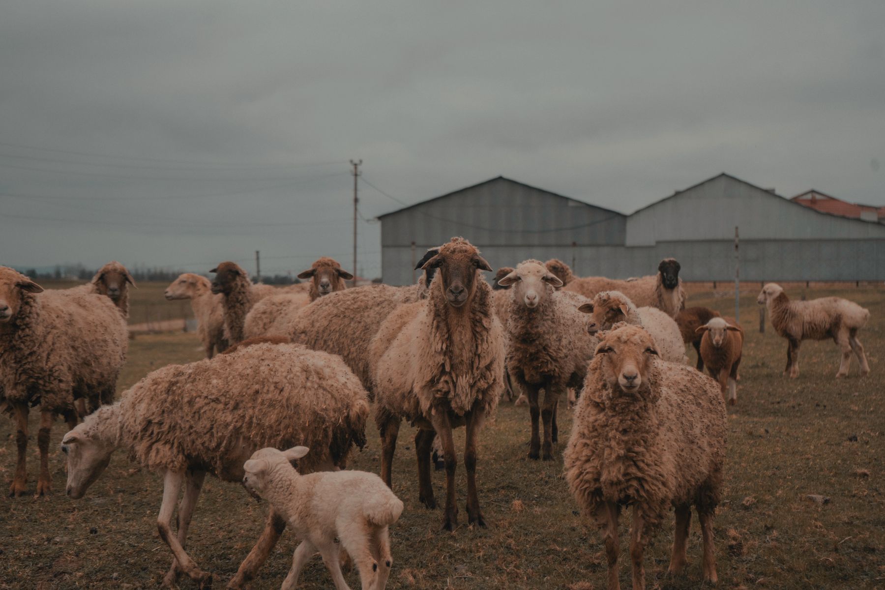 Flock of sheep on a farm